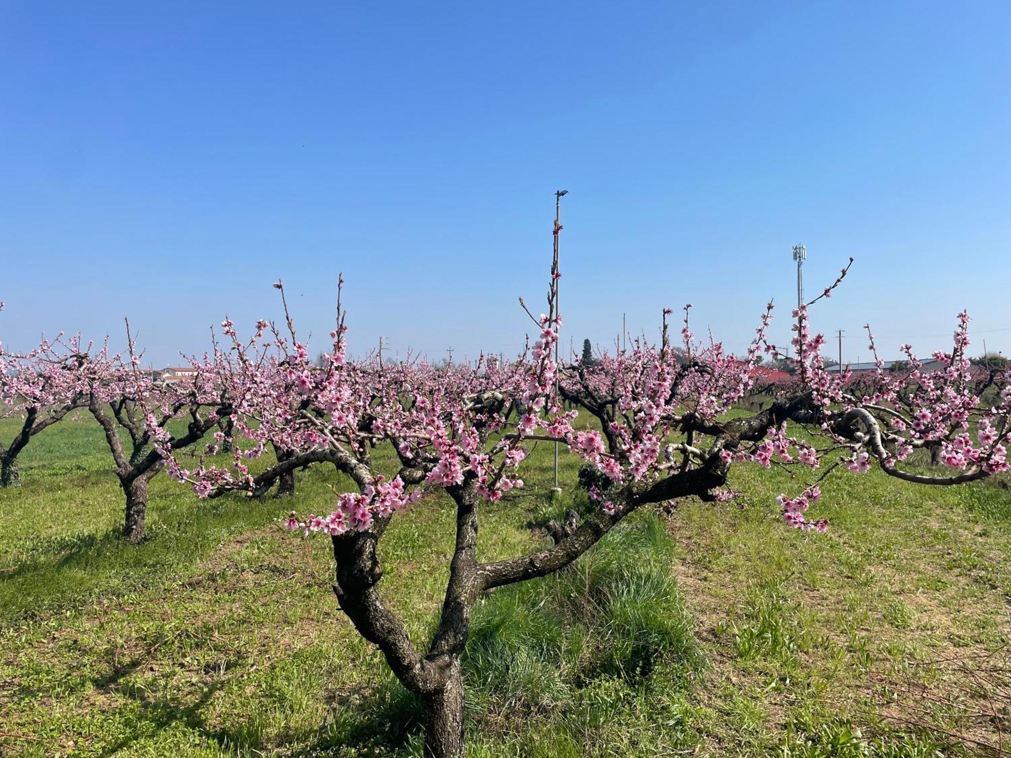 Agriturismo Corte Vecia Alloggio Della Corte Βερόνα Εξωτερικό φωτογραφία